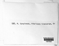 Pezicula carpinea image